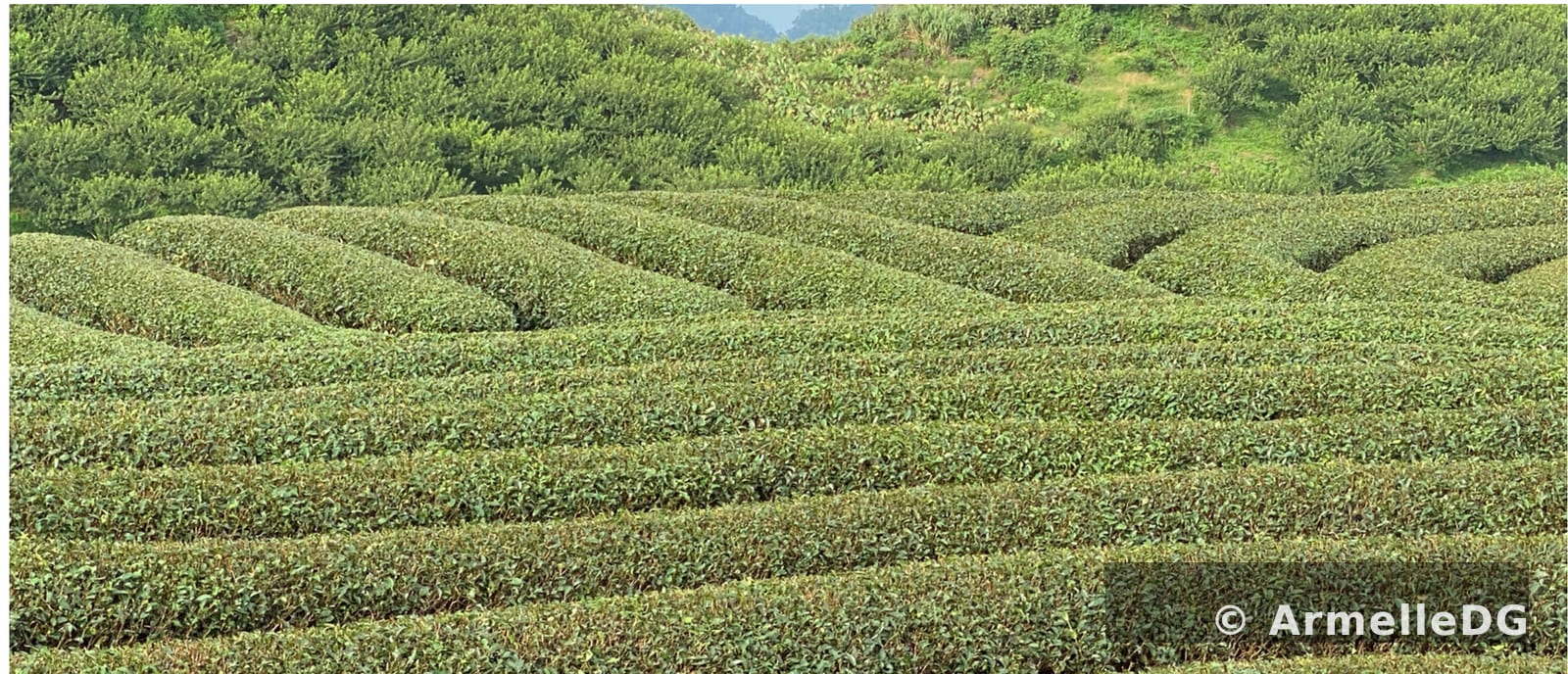 Plantation de thé au Vietnam